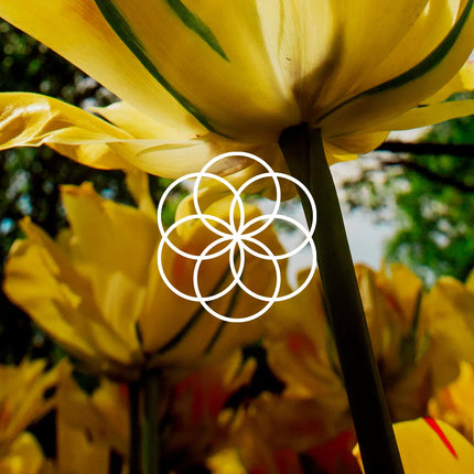 Collection image for: Floral