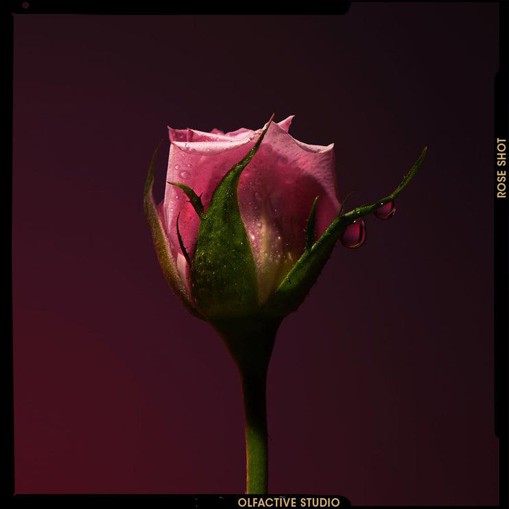 Rose Shot