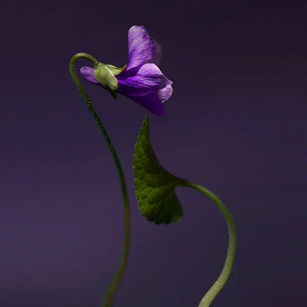 Violet Shot