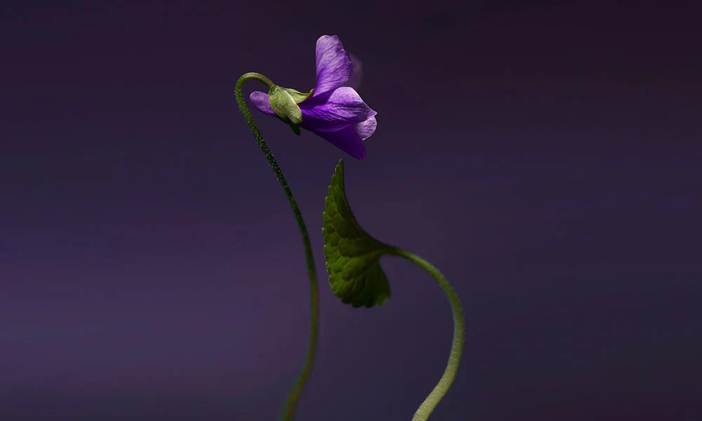 Violet Shot